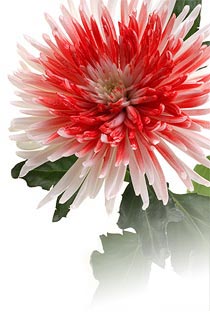 Chrysanthemum flower head